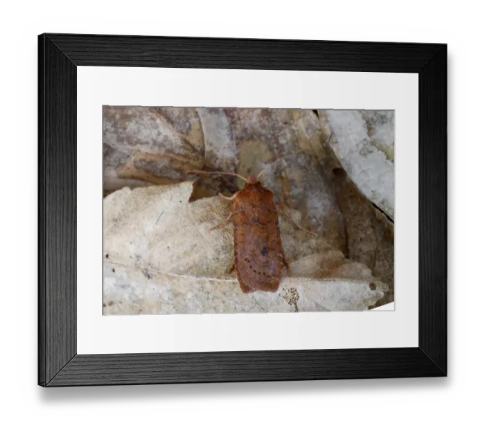Framed Print : Chestnut Moth (Conistra vaccinii) adult, resting on dead leaf, Norfolk, England, october Framed Print : Chestnut Moth (Conistra vaccinii) adult, resting on dead leaf, Norfolk, England, october