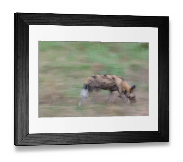 Framed Print : African Wild Dog (Lycaon pictus) adult, running, blurred movement, Okavango Delta, Botswana Framed Print : African Wild Dog (Lycaon pictus) adult, running, blurred movement, Okavango Delta, Botswana