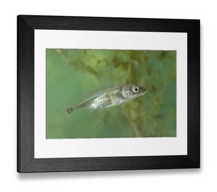 Framed Print : Three-spined Stickleback (Gasterosteus aculeatus) adult, swimming, England Framed Print : Three-spined Stickleback (Gasterosteus aculeatus) adult, swimming, England