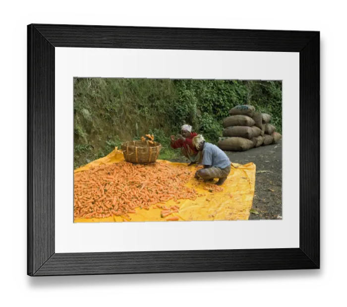 Framed Print : Carrot (Daucus carota) crop, workers sorting harvested roots, Kodaikanal, Tamil Nadu, India Framed Print : Carrot (Daucus carota) crop, workers sorting harvested roots, Kodaikanal, Tamil Nadu, India