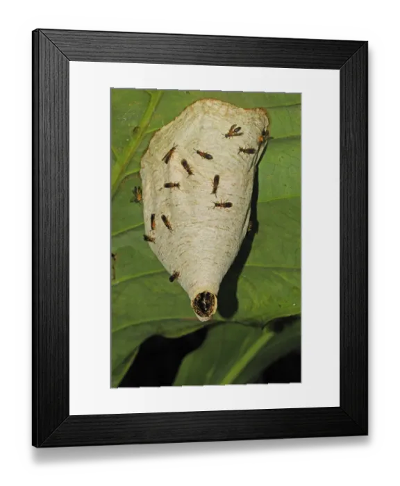 Framed Print : Paper Wasp (Vespidae sp. ) adults, on nest surface, nest hanging from underside of leaf, Yasuni N. P. Amazon, Ecuador