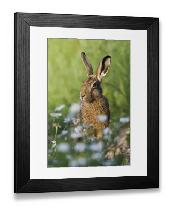 Framed Print : European Hare (Lepus europaeus) adult, sitting amongst wildflowers on farmland, County Durham, England, june Framed Print : European Hare (Lepus europaeus) adult, sitting amongst wildflowers on farmland, County Durham, England, june