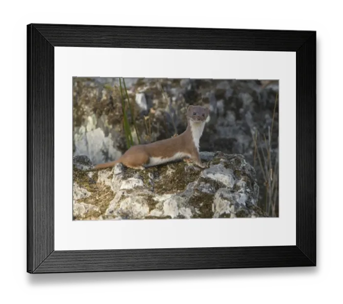 Framed Print : Weasel (Mustela nivalis) adult, standing alert on rock beside stream, Extremadura, Spain, september