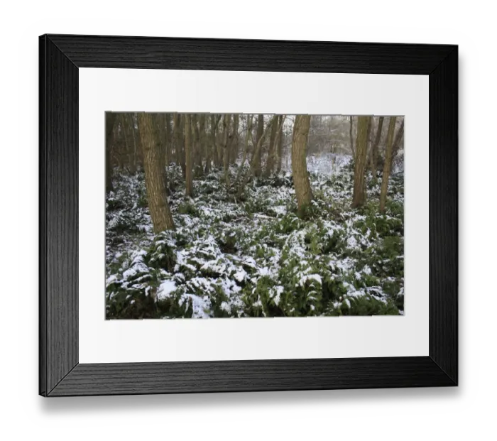 Framed Print : Bracken (Pteridium aquilinum) snow covered fronds, amongst Common Alder (Alnus glutinosa) trunks in woodland habitat, at edge of river valley fen, Redgrave and Lopham Fen N. N. R. Waveney Valley, Suffolk, England, november Framed Print : Bracken (Pteridium aquilinum) snow covered fronds, amongst Common Alder (Alnus glutinosa) trunks in woodland habitat, at edge of river valley fen, Redgrave and Lopham Fen N. N. R. Waveney Valley, Suffolk, England, november