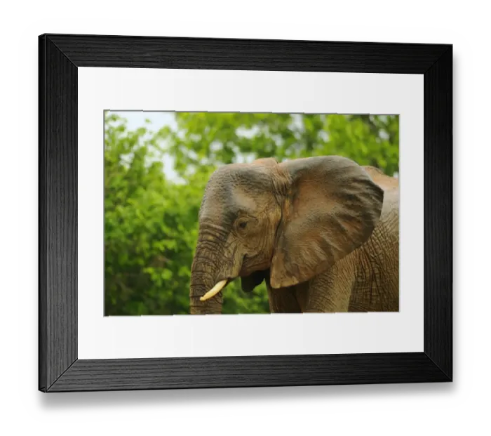 Framed Print : African Elephant (Loxodonta africana) adult female, close-up of head, with wet skin from rainfall, Ruaha N. P. Tanzania Framed Print : African Elephant (Loxodonta africana) adult female, close-up of head, with wet skin from rainfall, Ruaha N. P. Tanzania
