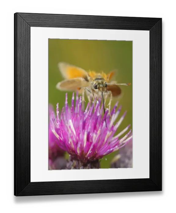 Framed Print : Small Skipper (Thymelicus sylvestris) adult, feeding on Marsh Thistle (Cirsium palustre) flower, Powys, Wales, july Framed Print : Small Skipper (Thymelicus sylvestris) adult, feeding on Marsh Thistle (Cirsium palustre) flower, Powys, Wales, july