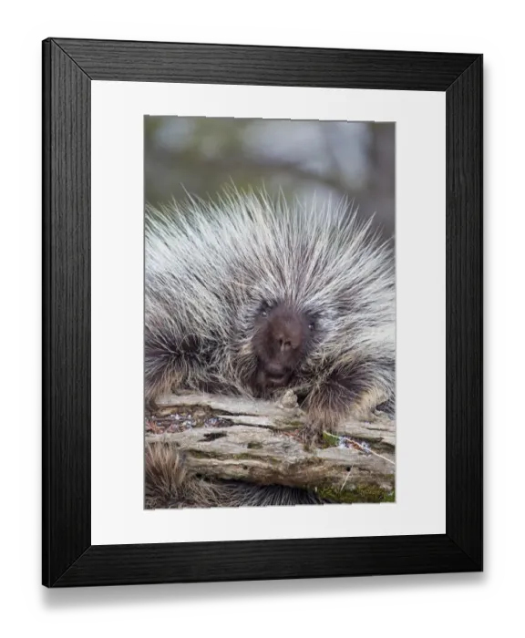 Framed Print : North American Porcupine (Erethizon dorsatum) adult, climbing on branch, Montana, U. S. A. january (captive)