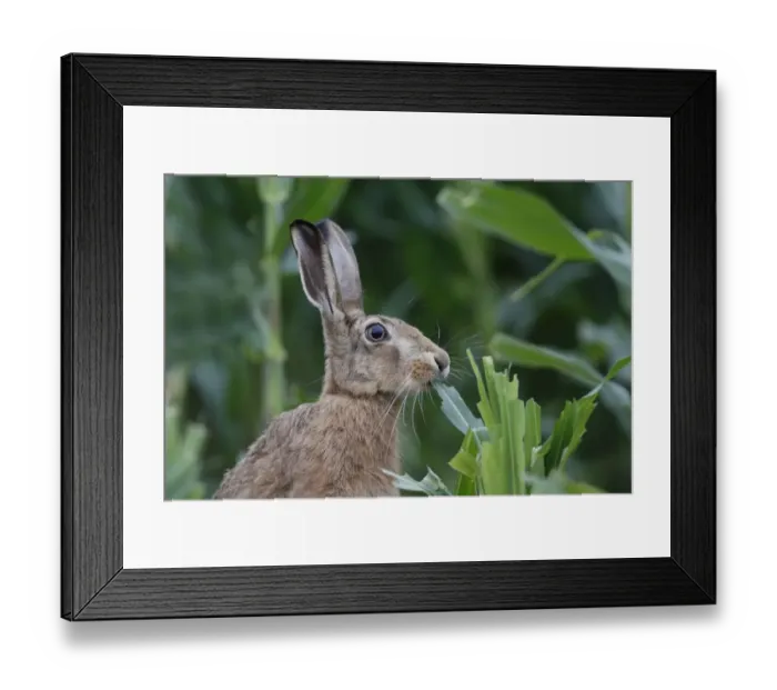 Framed Print : European Hare (Lepus europaeus) immature, close-up of head, feeding on maize crop, Leicestershire, England, august Framed Print : European Hare (Lepus europaeus) immature, close-up of head, feeding on maize crop, Leicestershire, England, august