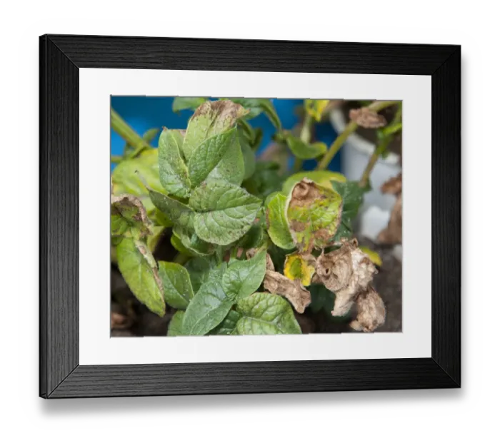 Framed Print : Potato (Solanum tuberosum) potassium deficiency, close-up of leaves Framed Print : Potato (Solanum tuberosum) potassium deficiency, close-up of leaves
