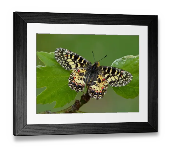 Framed Print : Southern Festoon (Zerynthia polyxena) adult male, resting on leaves, Peloponesos, Southern Greece, april Framed Print : Southern Festoon (Zerynthia polyxena) adult male, resting on leaves, Peloponesos, Southern Greece, april