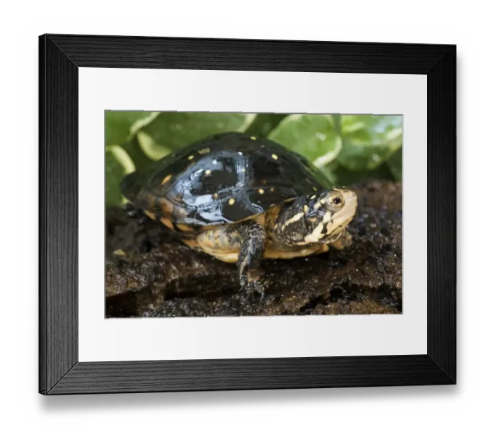 Framed Print : Spotted Turtle (Clemmys guttata) adult, resting on log, Eastern North America Framed Print : Spotted Turtle (Clemmys guttata) adult, resting on log, Eastern North America