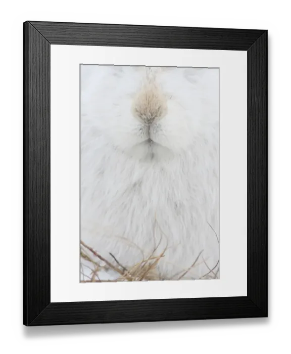 Framed Print : Mountain Hare (Lepus timidus) adult, white winter coat, close-up of nose and mouth, Strathspey, Cairngorm N. P. Highlands, Scotland, december Framed Print : Mountain Hare (Lepus timidus) adult, white winter coat, close-up of nose and mouth, Strathspey, Cairngorm N. P. Highlands, Scotland, december