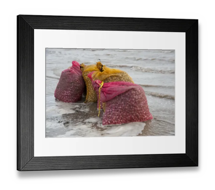 Framed Print : Bags of harvested cockles after picking from cockle beds, Foulnaze Bank, between Lytham and Southport, Ribble Estuary, Lancashire, England, november Framed Print : Bags of harvested cockles after picking from cockle beds, Foulnaze Bank, between Lytham and Southport, Ribble Estuary, Lancashire, England, november
