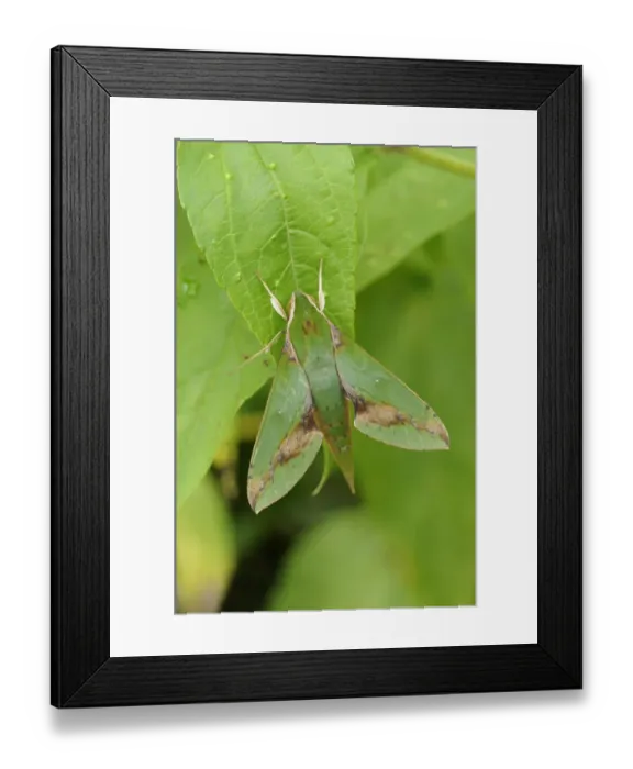 Framed Print : Verdant Hawkmoth (Xylophanes chiron) adult, resting on leaf, Trinidad, Trinidad and Tobago Framed Print : Verdant Hawkmoth (Xylophanes chiron) adult, resting on leaf, Trinidad, Trinidad and Tobago