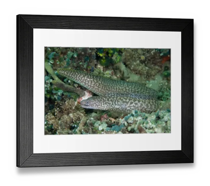 Framed Print : Reticulated Moray Eel (Gymnothorax richardsoni) adult, swimming in reef, Ambon Island, Maluku Islands, Banda Sea, Indonesia Framed Print : Reticulated Moray Eel (Gymnothorax richardsoni) adult, swimming in reef, Ambon Island, Maluku Islands, Banda Sea, Indonesia