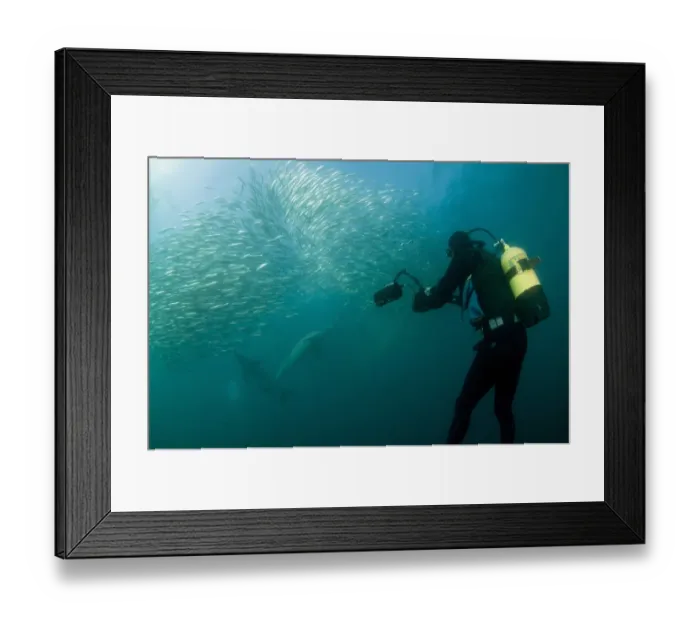 Framed Print : Diver with underwater camera, photographing Long-beaked Common Dolphin (Delphinus capensis) adults, feeding on baitball school of small bait fish, offshore Port St. Johns, Wild Coast, Eastern Cape (Transkei), South Africa
