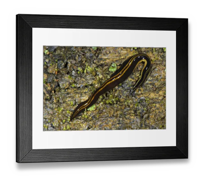 Framed Print : Giant Land Planarian (Turbellaria sp. ) adult, Andes, Peru Framed Print : Giant Land Planarian (Turbellaria sp. ) adult, Andes, Peru