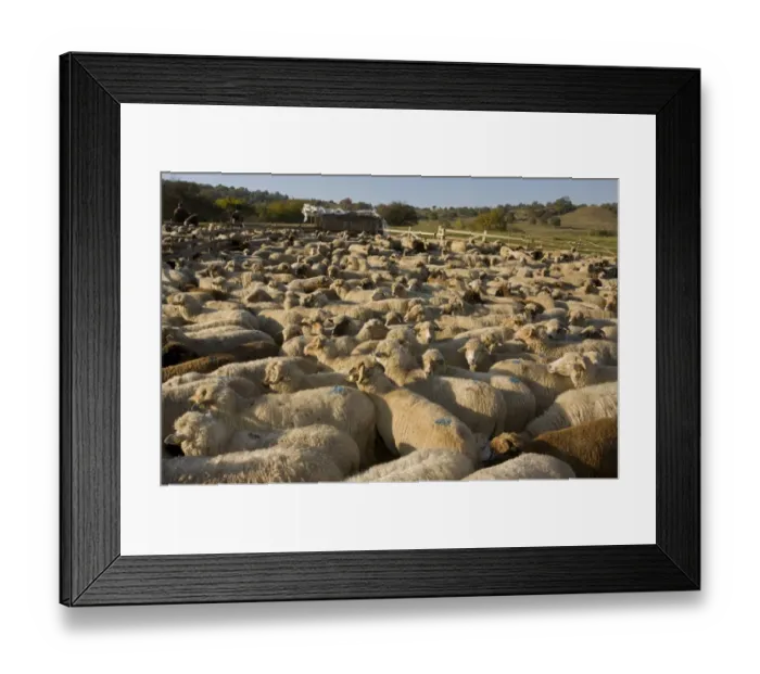 Framed Print : Domestic Sheep, communal flock, with shepherds at traditional sheep-fold, near Saschiz, Transylvania, Romania, october Framed Print : Domestic Sheep, communal flock, with shepherds at traditional sheep-fold, near Saschiz, Transylvania, Romania, october