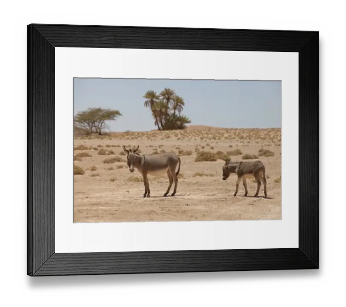 Framed Print : Donkey, adult female with young, standing in desert, Sahara, Morocco, may Framed Print : Donkey, adult female with young, standing in desert, Sahara, Morocco, may