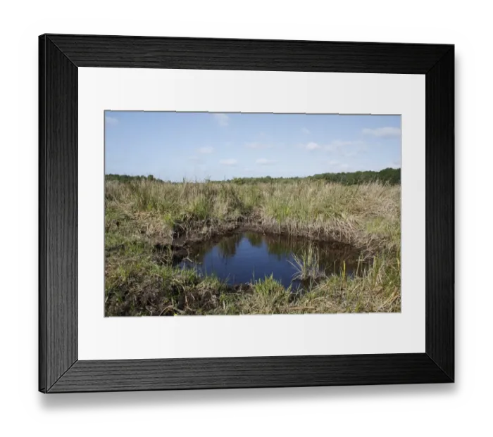 Framed Print : Typical fen raft spider pool in river valley fen habitat, Redgrave and Lopham Fen N. N. R. Waveney Valley, Suffolk, England, may Framed Print : Typical fen raft spider pool in river valley fen habitat, Redgrave and Lopham Fen N. N. R. Waveney Valley, Suffolk, England, may