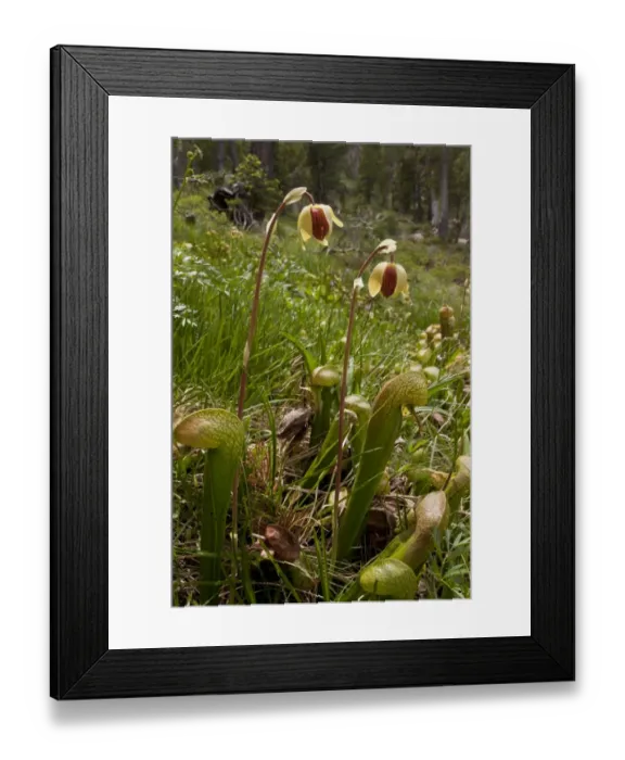 Framed Print : Cobra Lily (Darlingtonia californica) flowering, growing in boggy area, Mount Eddy, Klamath Mountains, California, july Framed Print : Cobra Lily (Darlingtonia californica) flowering, growing in boggy area, Mount Eddy, Klamath Mountains, California, july