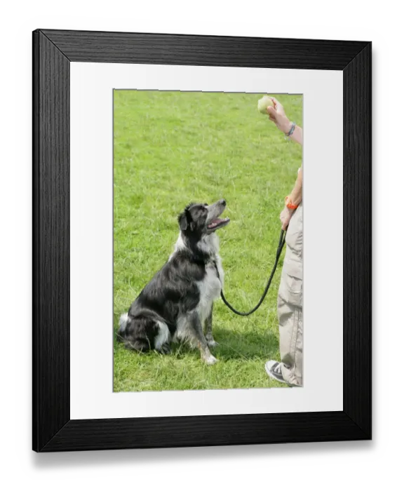 Framed Print : Domestic Dog, Border Collie, adult, sitting and looking at tennis ball held by owner, England, july Framed Print : Domestic Dog, Border Collie, adult, sitting and looking at tennis ball held by owner, England, july