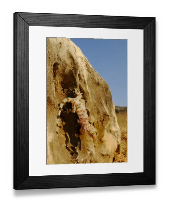 Framed Print : Socotran Leaf-toed Gecko (Hemidactylus inintellectus) adult, on rock in desert, Socotra, Yemen, march Framed Print : Socotran Leaf-toed Gecko (Hemidactylus inintellectus) adult, on rock in desert, Socotra, Yemen, march