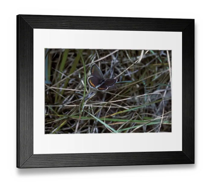 Framed Print : Reverdin's Blue (Lycaeides argyrognomon) Female / upper wing Framed Print : Reverdin's Blue (Lycaeides argyrognomon) Female / upper wing