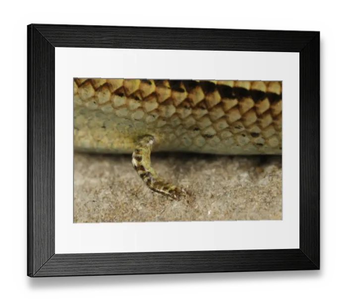 Framed Print : Three-toed Skink (Chalcides chalcides) adult, close-up of front leg, Italy, june Framed Print : Three-toed Skink (Chalcides chalcides) adult, close-up of front leg, Italy, june