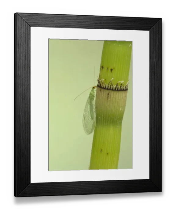 Framed Print : Common Green Lacewing (Chrysoperla carnea) adult, resting on horsetail stem, Essex, England