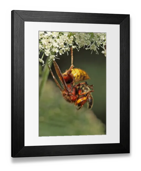 Framed Print : European Hornet (Vespa crabro) adult, feeding on bee, Whitlingham, The Broads, Norfolk, England, september Framed Print : European Hornet (Vespa crabro) adult, feeding on bee, Whitlingham, The Broads, Norfolk, England, september