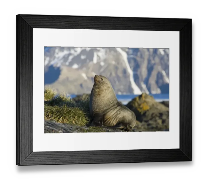 Framed Print : Antarctic Fur Seal (Arctocephalus gazella) adult male, beachmaster sitting on rocks, South Georgia, november Framed Print : Antarctic Fur Seal (Arctocephalus gazella) adult male, beachmaster sitting on rocks, South Georgia, november