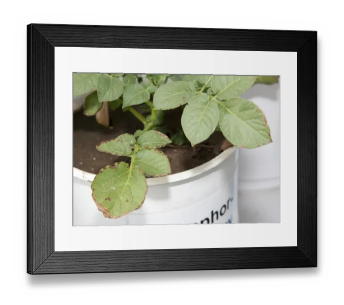Framed Print : Potato (Solanum tuberosum) phosphorus deficiency, close-up of leaves