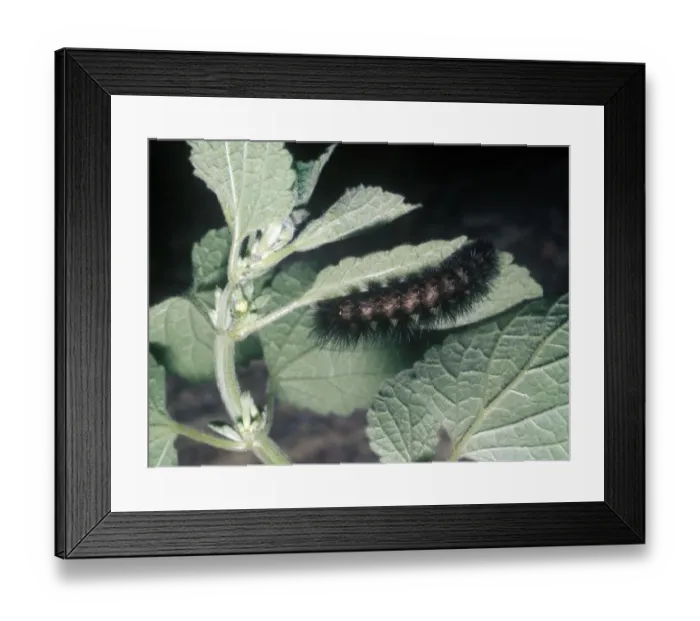 Framed Print : Moth - Water Ermine Larva(Spilosoma urticae) close-up on leaf Framed Print : Moth - Water Ermine Larva(Spilosoma urticae) close-up on leaf