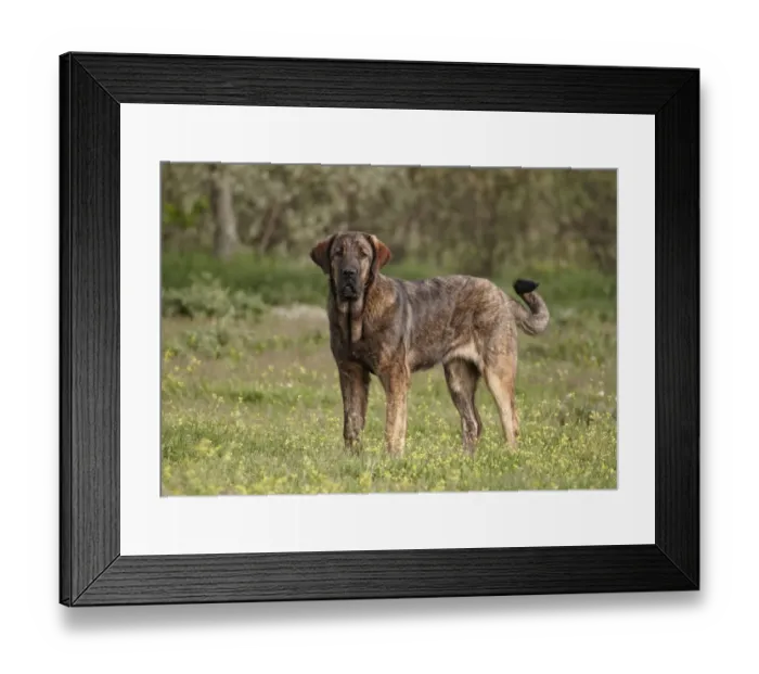 Framed Print : Domestic Dog, Spanish Mastiff, immature female, standing, Extremadura, Spain, april Framed Print : Domestic Dog, Spanish Mastiff, immature female, standing, Extremadura, Spain, april