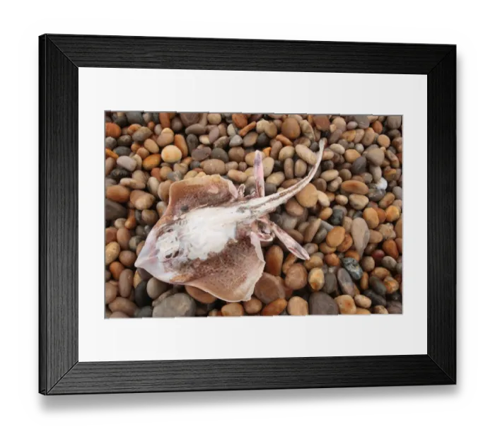 Framed Print : Spotted Ray (Raja montagui) dead adult, washed up on pebble beach, Chesil Beach, Dorset, England, january