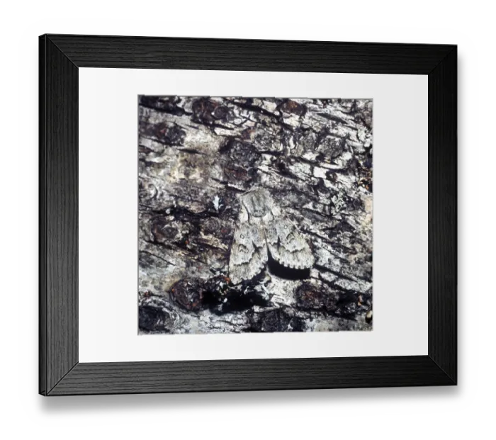 Framed Print : Light Knot Grass Moth (Acronicta menyanthidis) adult Framed Print : Light Knot Grass Moth (Acronicta menyanthidis) adult