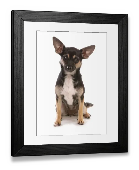 Framed Print : Domestic Dog, Jack Chi (Chihuahua x Jack Russell Terrier), adult female, sitting Framed Print : Domestic Dog, Jack Chi (Chihuahua x Jack Russell Terrier), adult female, sitting