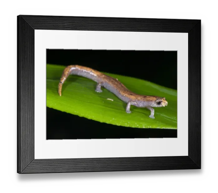 Framed Print : Nauta Mushroomtongue Salamander (Bolitoglossa altamazonica) adult, walking on leaf with help of suction cup-like toes, Los Amigos Biological Station, Madre de Dios, Amazonia, Peru Framed Print : Nauta Mushroomtongue Salamander (Bolitoglossa altamazonica) adult, walking on leaf with help of suction cup-like toes, Los Amigos Biological Station, Madre de Dios, Amazonia, Peru