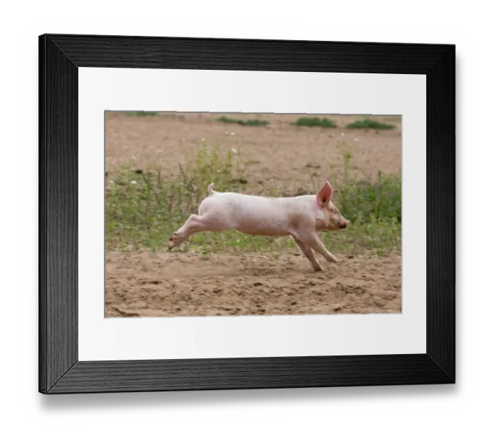 Framed Print : Domestic Pig, Large White x Landrace x Duroc, freerange piglet, running, on outdoor unit, England, june Framed Print : Domestic Pig, Large White x Landrace x Duroc, freerange piglet, running, on outdoor unit, England, june