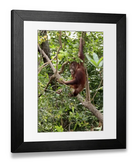 Framed Print : Bornean Orang-utan (Pongo pygmaeus) young, feeding on leaves in tree, Sabah, Borneo, Malaysia Framed Print : Bornean Orang-utan (Pongo pygmaeus) young, feeding on leaves in tree, Sabah, Borneo, Malaysia