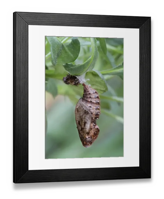 Framed Print : Cardinal Fritillary (Argynnis pandora) pupa, suspended from Violet (Viola sp. ) larval foodplant, from breeding stock Framed Print : Cardinal Fritillary (Argynnis pandora) pupa, suspended from Violet (Viola sp. ) larval foodplant, from breeding stock