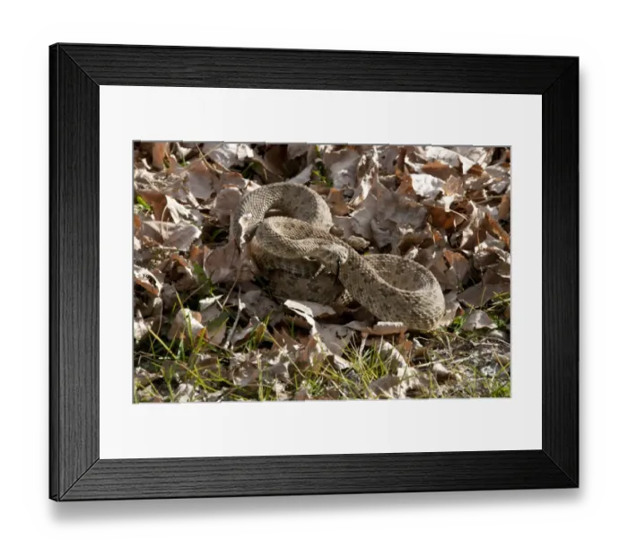 Framed Print : Western Prairie Rattlesnake (Crotalus viridis) adult, coiled on leaf litter, Dinosaur Provincial Park, Alberta, Canada, october Framed Print : Western Prairie Rattlesnake (Crotalus viridis) adult, coiled on leaf litter, Dinosaur Provincial Park, Alberta, Canada, october