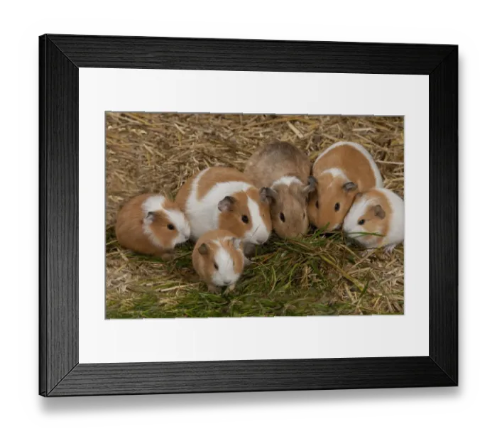 Framed Print : Domestic Guinea Pig (Cavia porcellus) adults and young, group feeding on grass, standing on straw bedding, Whitewell, Lancashire, England, december Framed Print : Domestic Guinea Pig (Cavia porcellus) adults and young, group feeding on grass, standing on straw bedding, Whitewell, Lancashire, England, december