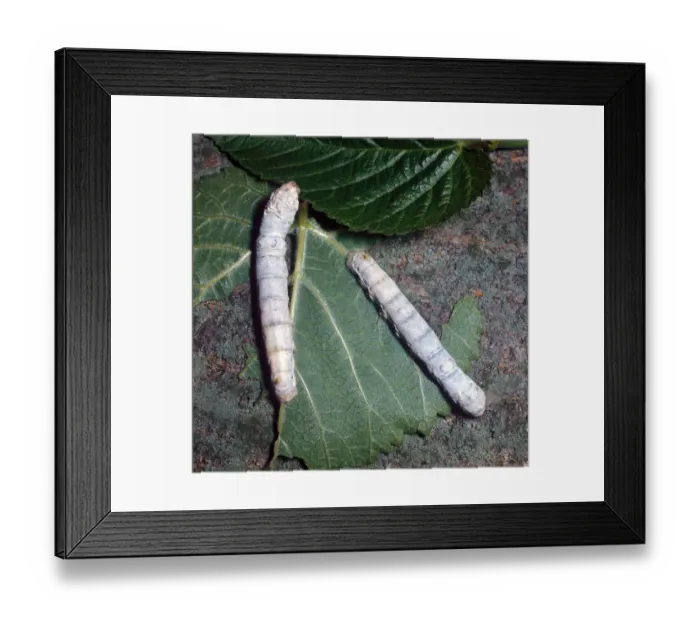 Framed Print : Common Silk Moth (Bombyx mori) Larva Framed Print : Common Silk Moth (Bombyx mori) Larva