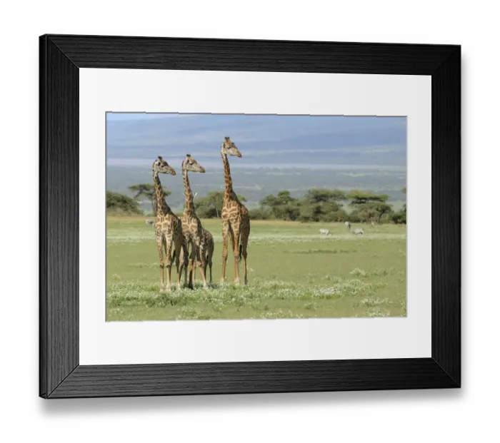 Framed Print : Masai Giraffe (Giraffa camelopardalis tippelskirchi) adults and young, standing in savanna with zebras in background, Serengeti N. P. Tanzania