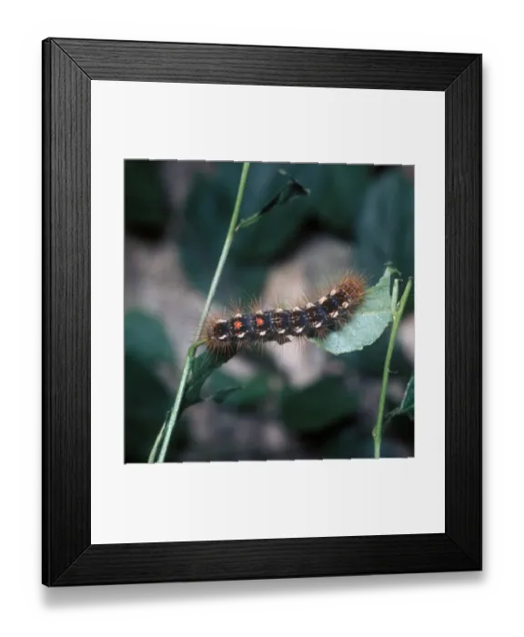 Framed Print : Moth - Brown-tail Larva (Euproctis chrysorrhoea) On plant Framed Print : Moth - Brown-tail Larva (Euproctis chrysorrhoea) On plant