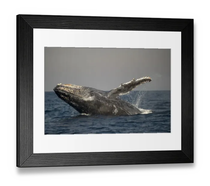 Framed Print : Humpback Whale (Megaptera novaeangliae) adult, breaching at surface of sea, offshore Port St. Johns, Wild Coast, Eastern Cape (Transkei), South Africa Framed Print : Humpback Whale (Megaptera novaeangliae) adult, breaching at surface of sea, offshore Port St. Johns, Wild Coast, Eastern Cape (Transkei), South Africa