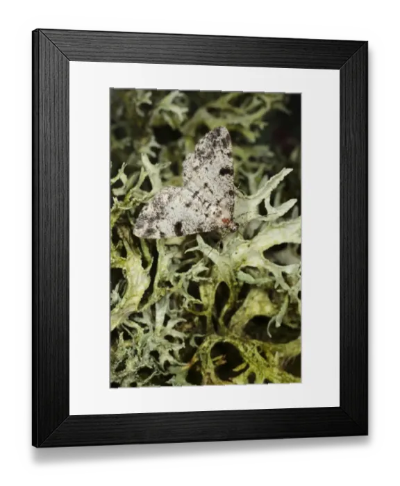 Framed Print : Dotted Carpet (Alcis jubata) adult, resting on lichen, Powys, Wales, july Framed Print : Dotted Carpet (Alcis jubata) adult, resting on lichen, Powys, Wales, july