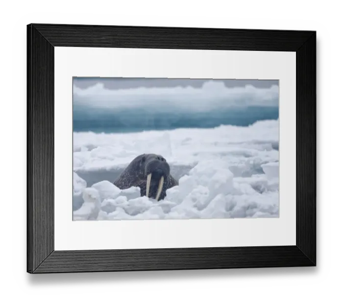 Framed Print : Atlantic Walrus (Odobenus rosmarus rosmarus) adult, swimming amongst ice floes, Spitsbergen, Svalbard, august Framed Print : Atlantic Walrus (Odobenus rosmarus rosmarus) adult, swimming amongst ice floes, Spitsbergen, Svalbard, august